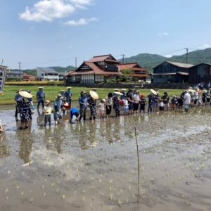 北広島町特別栽培米あきろまん～家族で稲作チャレンジ～